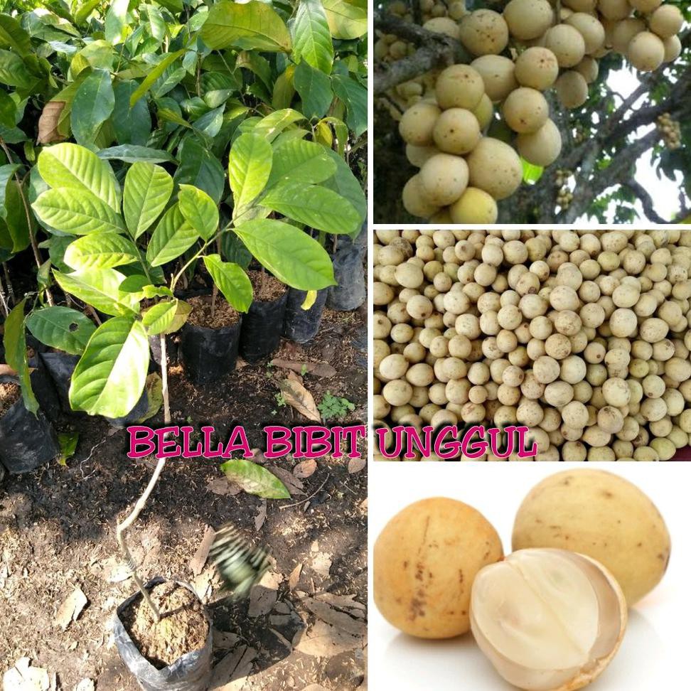 KW ASLI BIBIT BUAH DUKU MADU KOMERING ASLII SUPERR KW1