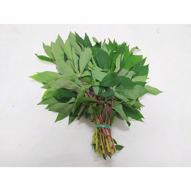 

daun singkong segar dan bersih