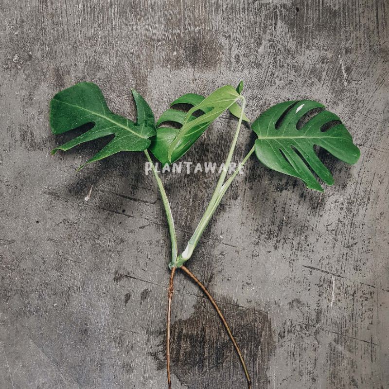 Monstera Variegata / Monvar Ekonomis E - Indukan Full White & Halfmoon