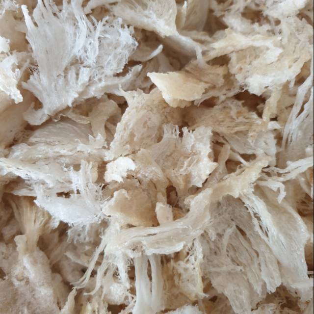 Sarang Burung Walet Kaki Patahan