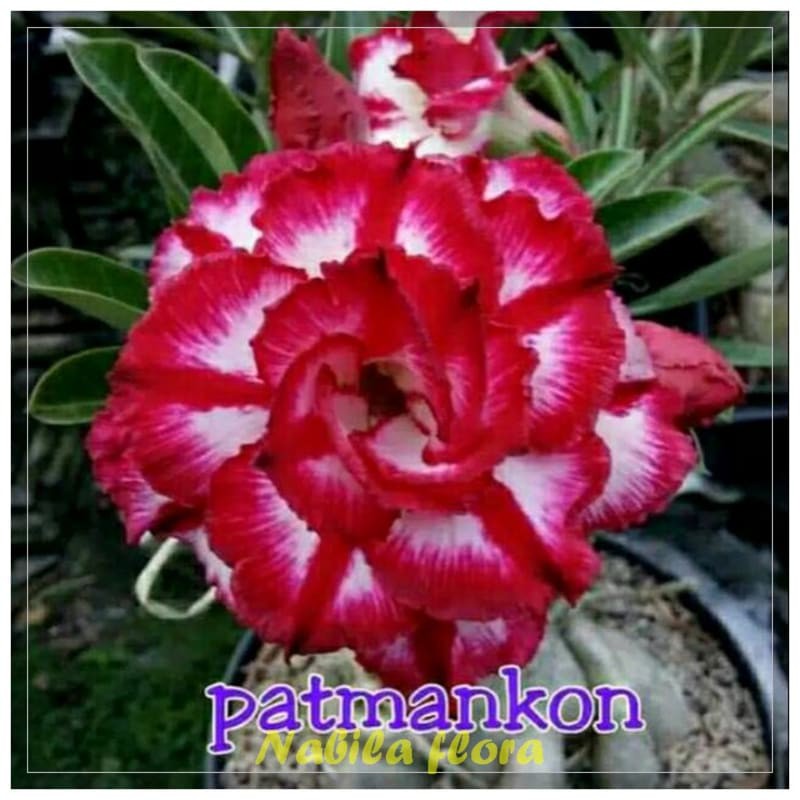 Taman hias adenium kemboja jepang murah