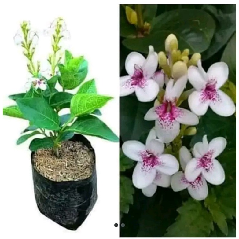 vegetasi lebah madu bunga melati jepang pakan klanceng