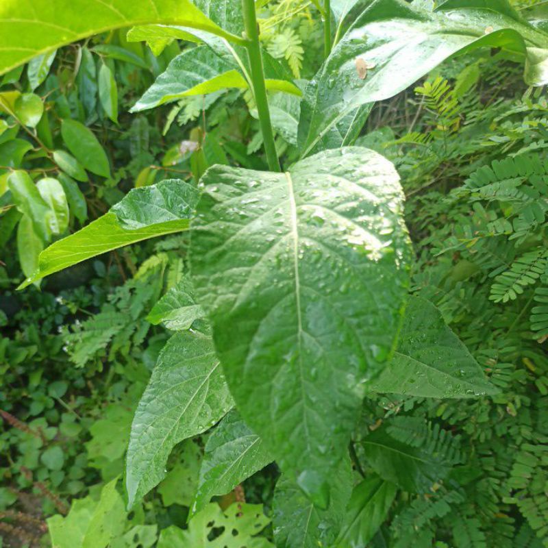 

Daun Africa segar 100 gr