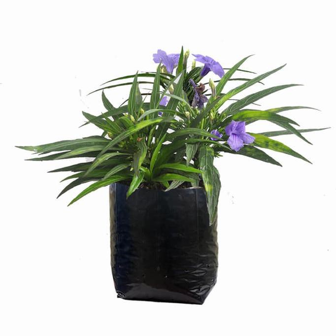 NEW REALES JIRIFARM TANAMAN HIAS RAWELIA + POT TAWON PUTIH D18CM (GOJEK) TERBARU