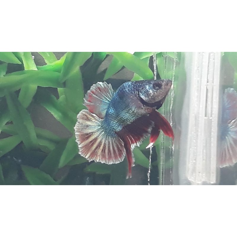 ikan hias hiasan aquarium soliter ikan cupang hmpk male jantan