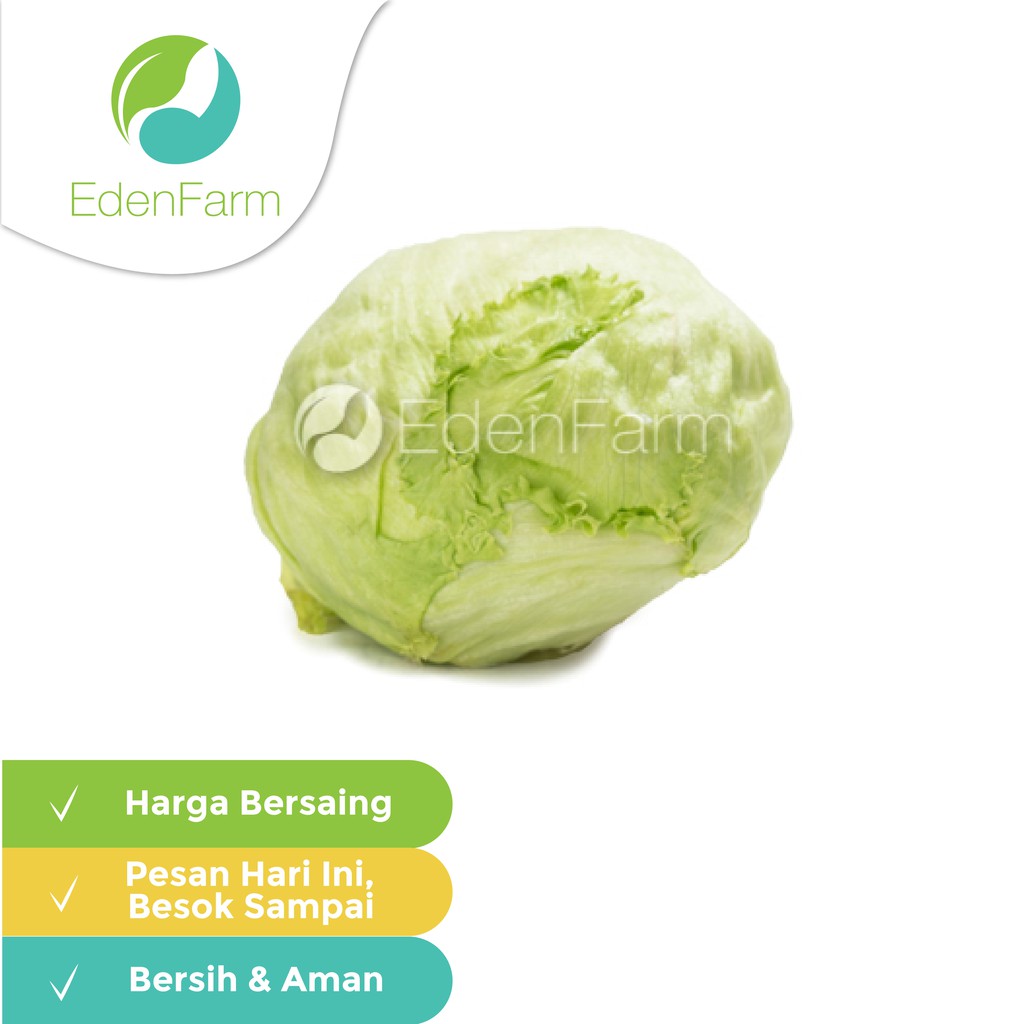 

Head lettuce / Selada 500gr Eden Farm