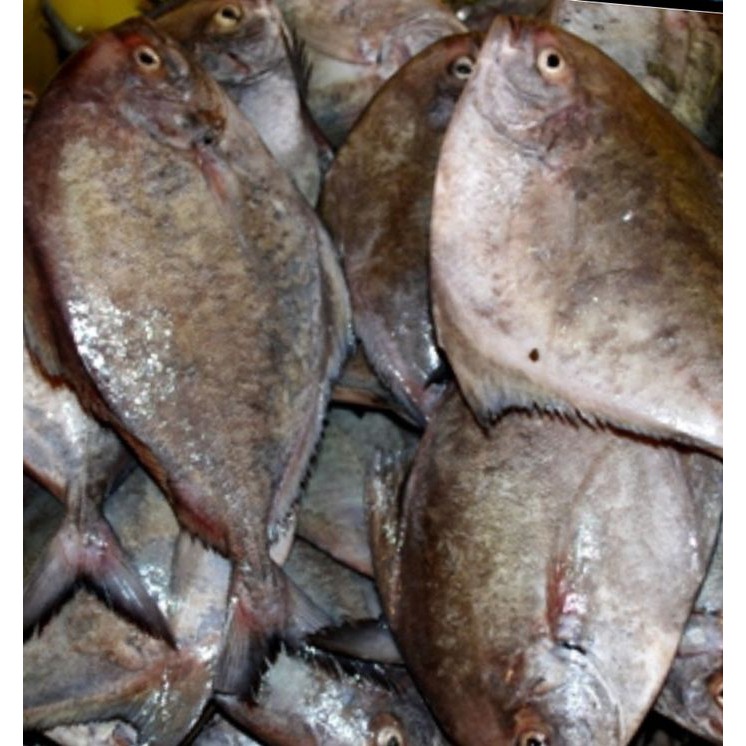 

Ikan Bawal Hitam Segar