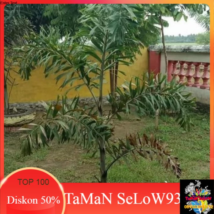 Jual Bibit Pohon Palem Ekor Tupai | Pohon Palem Ekor Tupai | Shopee