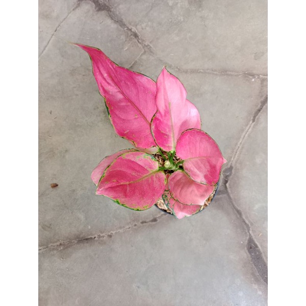 aglaonema pink Katrina