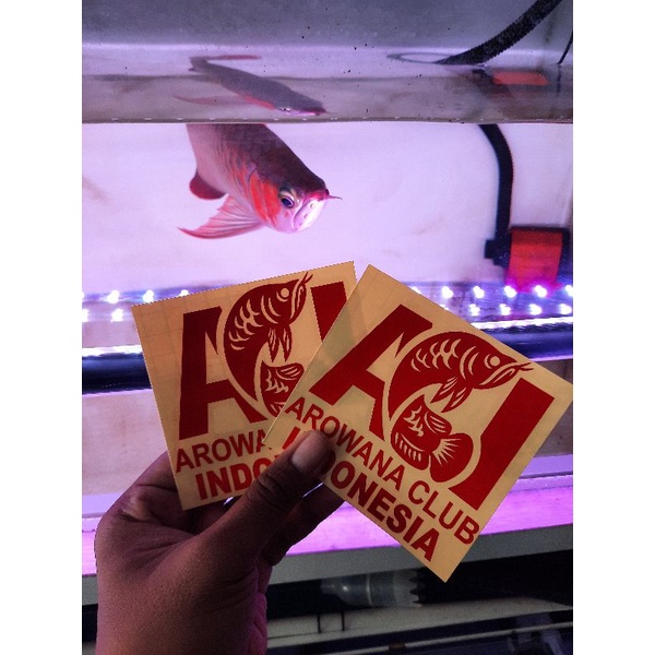 

Cutting Stiker ACI arowana club indonesia