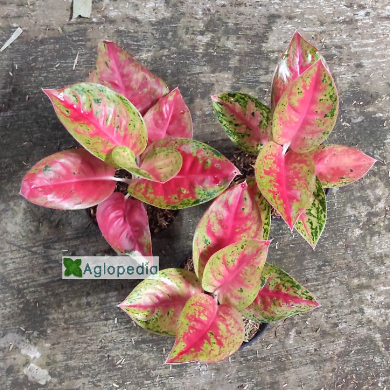 Aglonema Mahasety ( Mahaseti ) Aglopedia