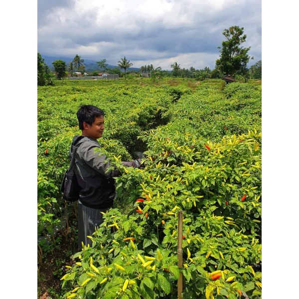 CRM KALIBER Cabe Rawit Merah Kaliber Buah Lebat Kemasan 10gr Original Pabrik Cabe Kaliber wijitani Cabe Unggul Kaliber Benih Terbaik