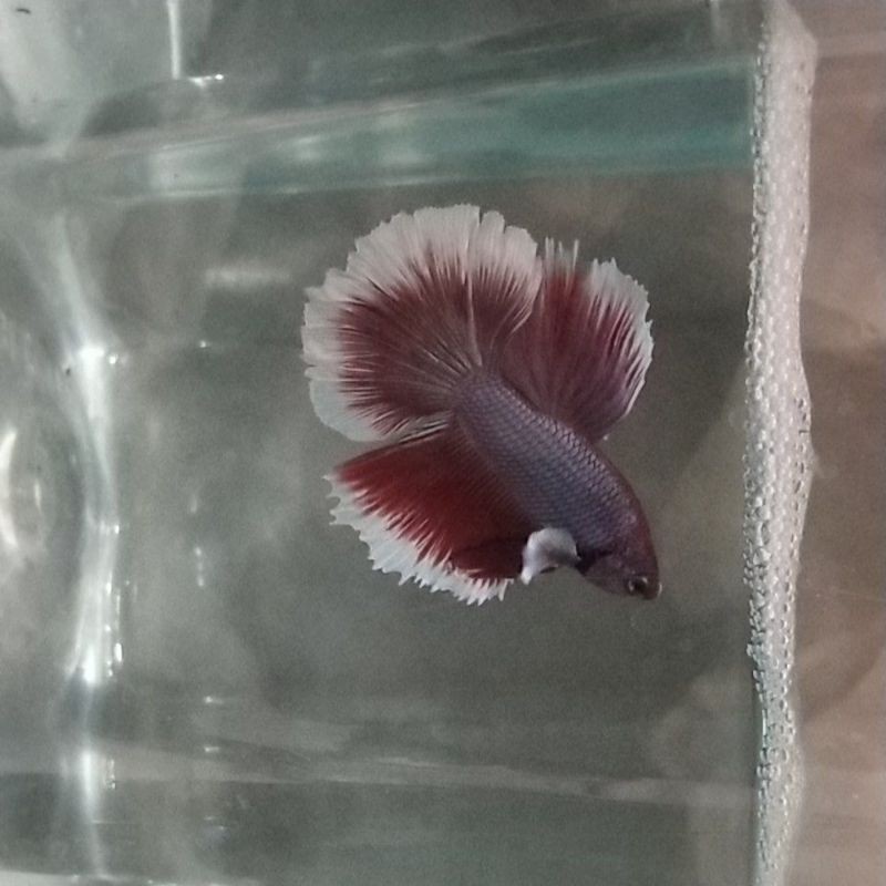 ikan cupang big ear hm