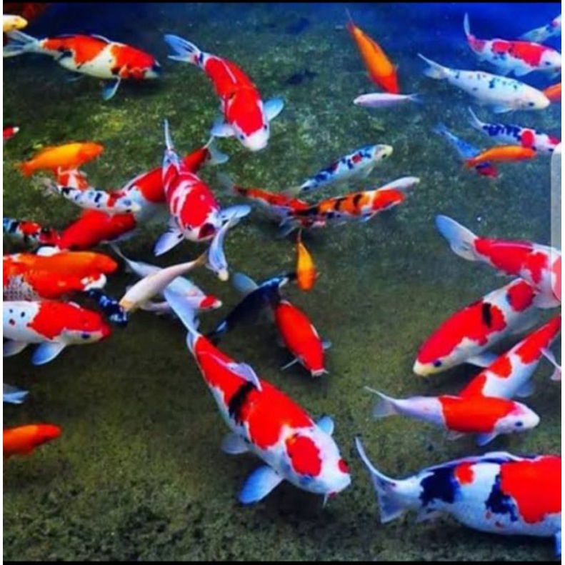 Ikan Koi Kohaku Sanke Tancho Minigoy