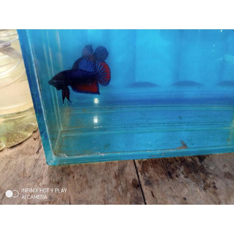 cupang Bagan fighter