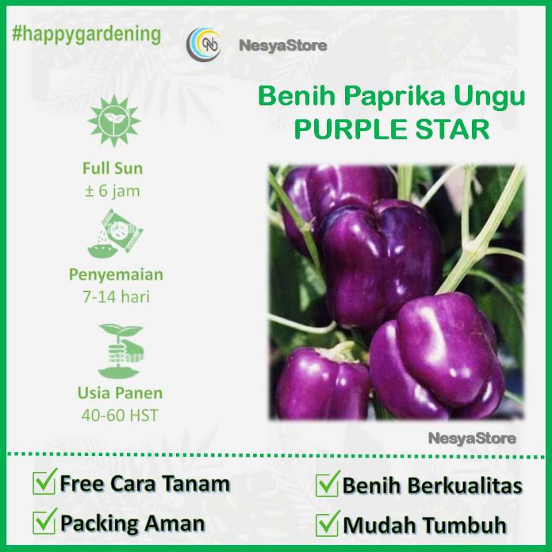 2 Benih Biji Paprika Ungu PURPLE STAR F1