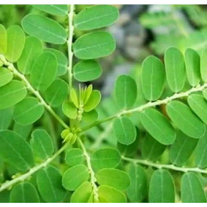 

Daun Meniran Segar 1 Kg / Daun Sidukung Anak / Daun Gosau ma dungi