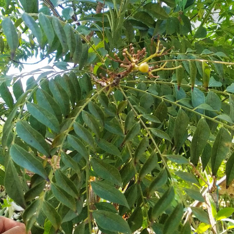 

Daun kari segar / daun salam koja / daun kare segar (isi 20 ruas tangkai) / curry leaf fresh/temurui