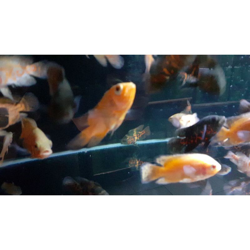 oscar paris tembaga import