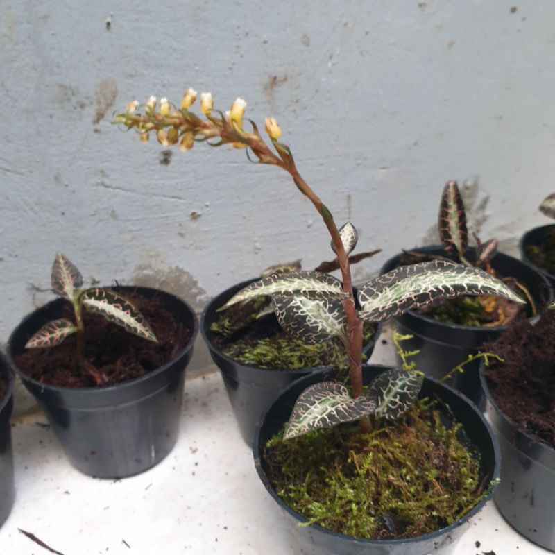 Anggrek permata jenis goodyera snakes - tanaman anggrek hias mini bukan jewel orchid mecodes