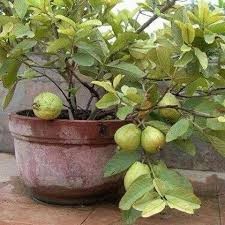 Bibit Buah Jambu Kristal Sudah Berbuah