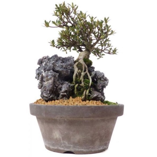 Batu karang gunung unik dan berkarakter untuk hiasan aquascape dan bonsai per 1 kg