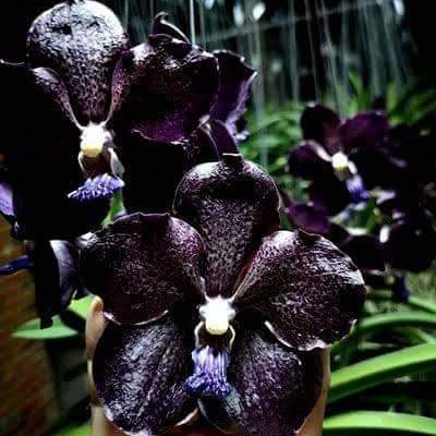 Anggrek Vanda Warna Gelap Id Terbaru Dewasa Hybrid