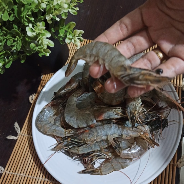 

udang vennamei