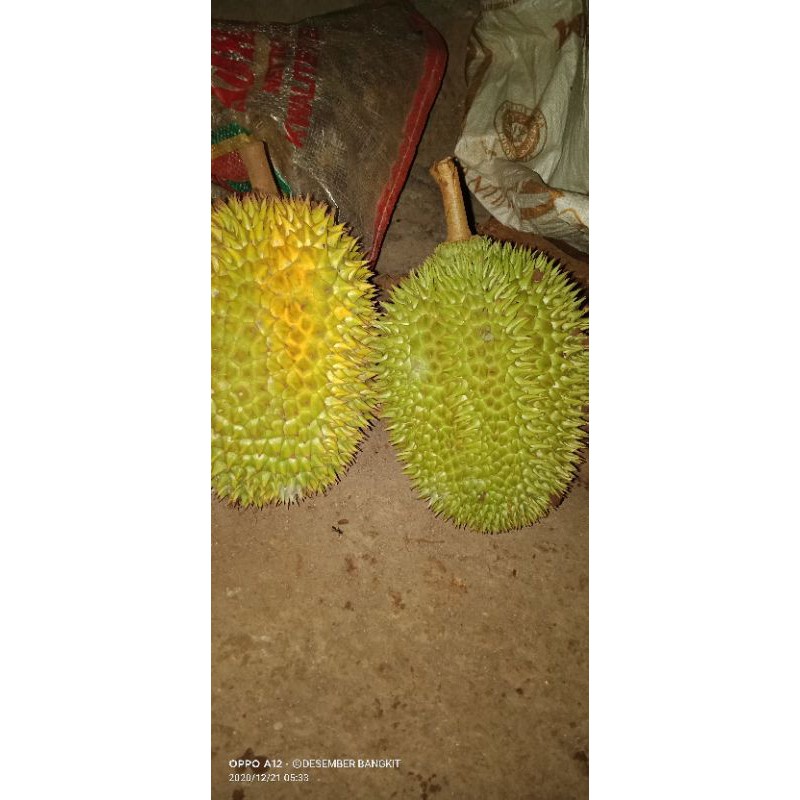 

Durian Susu