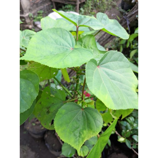 BIBIT BONSAI WARU INDIA