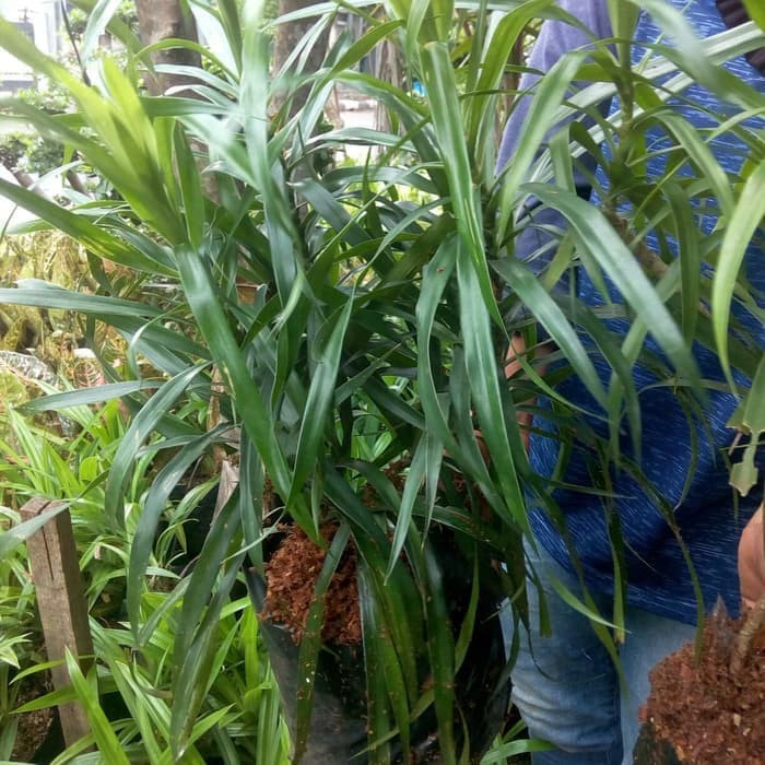 Tanaman Dau Suji Pewarna Alami Makanan