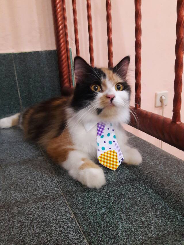 Dasi kucing lucu / aksesoris kucing / dasi panjang / bowtie kucing / baju kucing