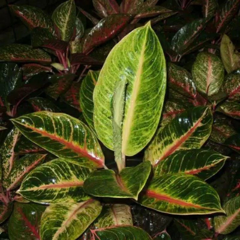 PROMO Tanaman hias Aglonema Big Mama - Aglonema big mama