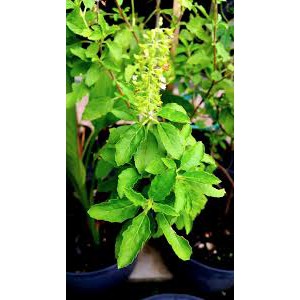 [ Segar ] Daun ruku ruku /rukuruku/ penyedap makanan khas padang/ daun kemangi