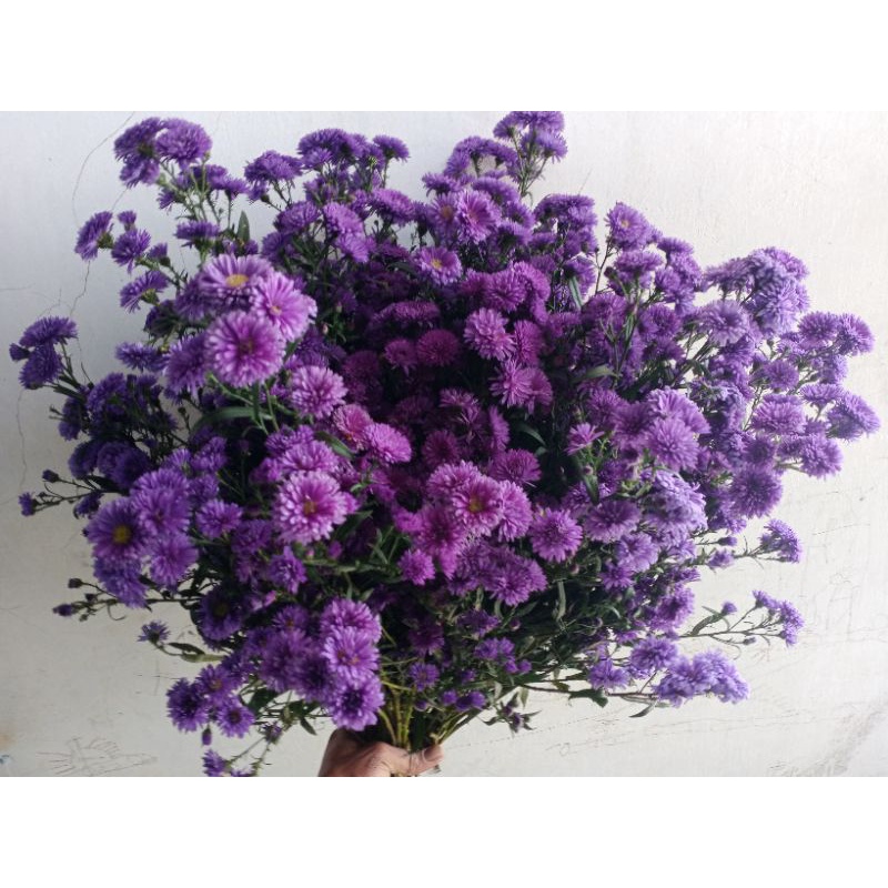 bunga fresh bunga asli peacock / pikok