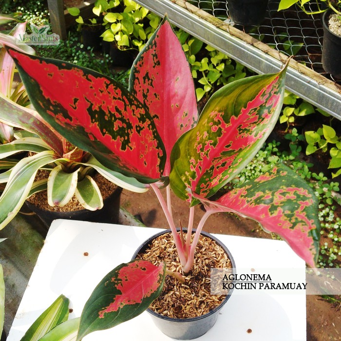 Aglonema Red Kochin Dewasa / Aglo Kochin