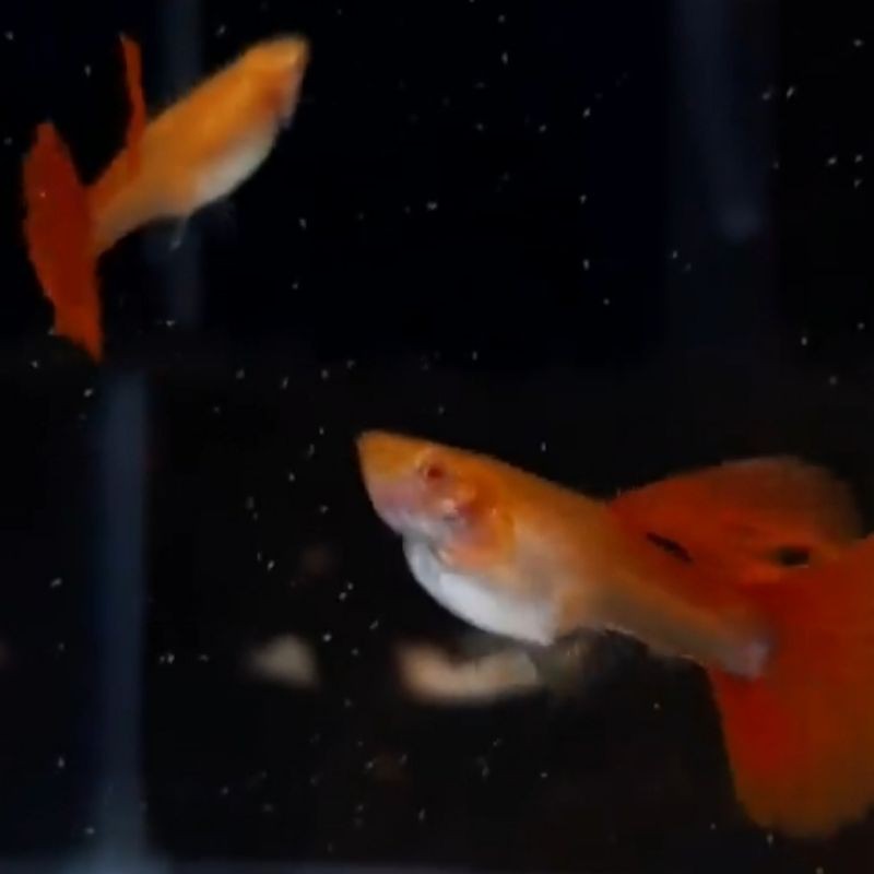 

ikan Guppy AFR / guppy albino ful red ( paket hemat 5 pamale AFR )