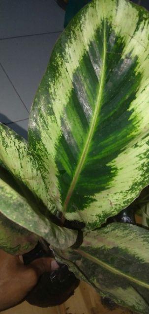Tanaman Hias Calathea Angela Import