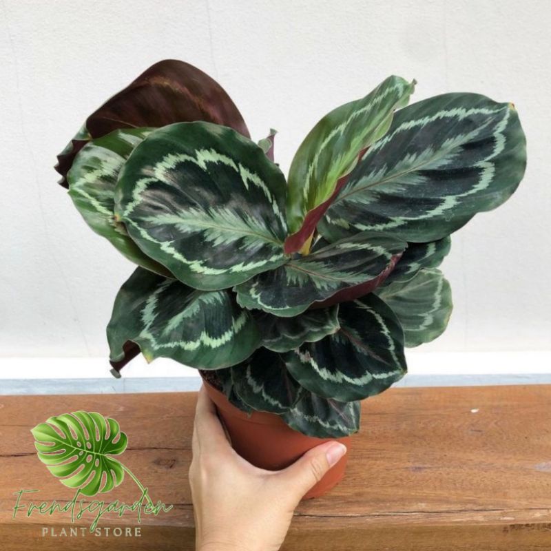 Tanaman hias calathea medalion - Calathea Medalion Asli