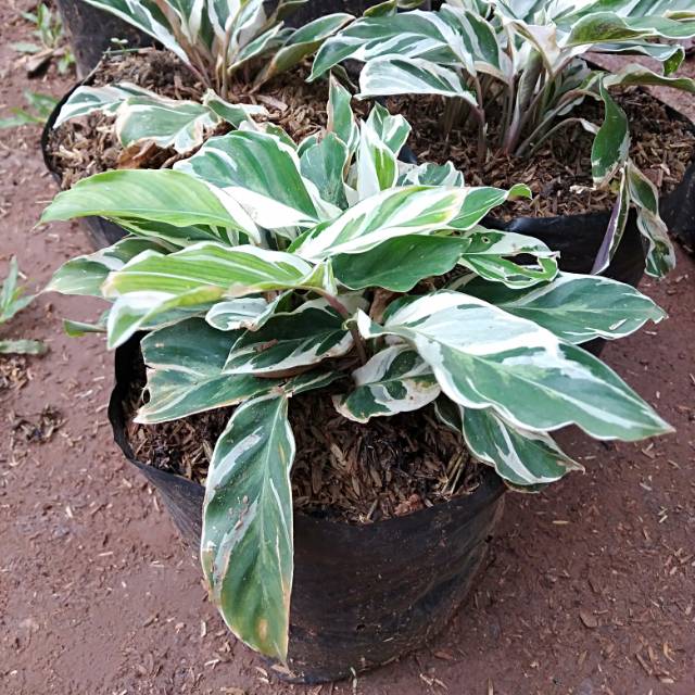 Tanaman Hias Calathea  Tissue  Tisu  Shopee Indonesia