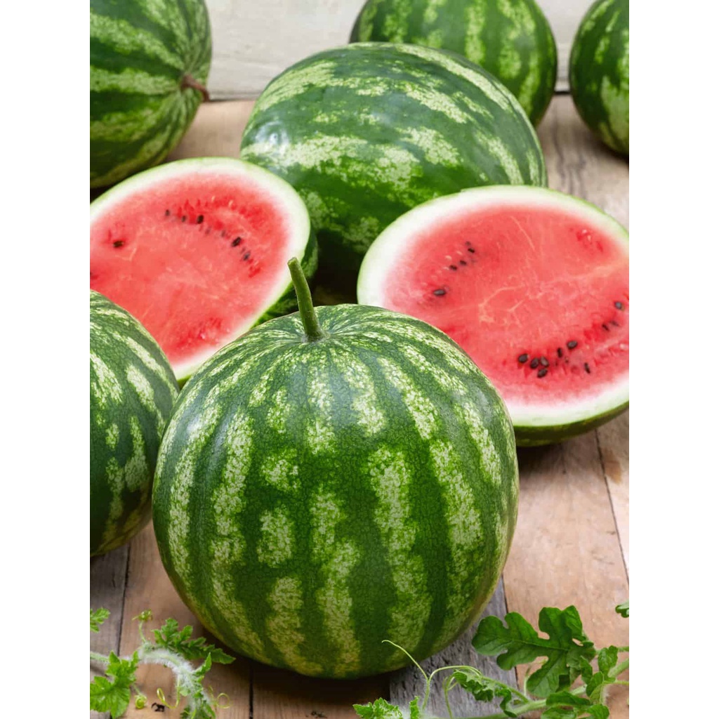 Benih Bibit Biji - Watermelon Cal Sweet Semangka Bulat Merah Seeds - IMPORT