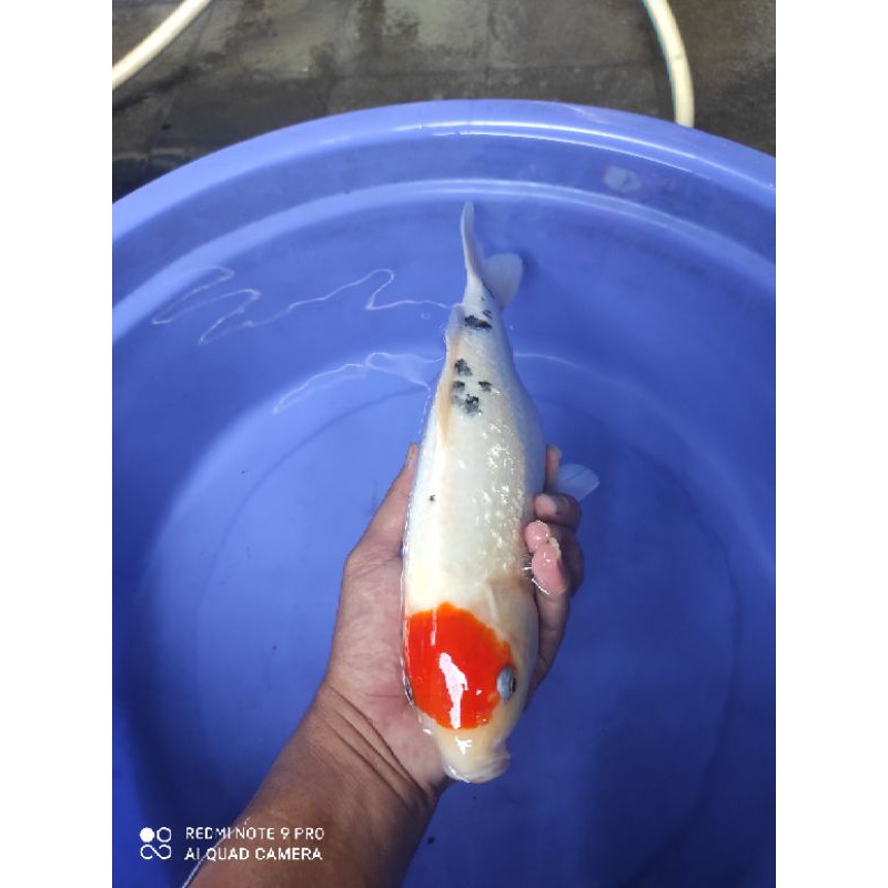 ikan koi tancho sanke ginrin size 33cm