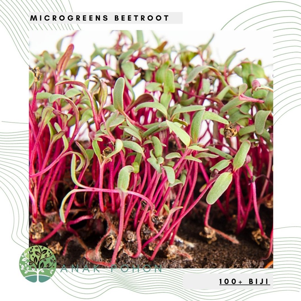 Benih Bibit Biji - Microgreens Beetroot (Panen dalam 16-21 hari) Sprouting Seeds - IMPORT