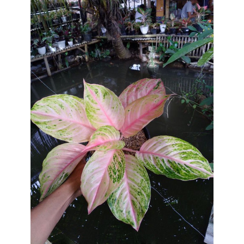 aglonema bidadari dewasa super cantik