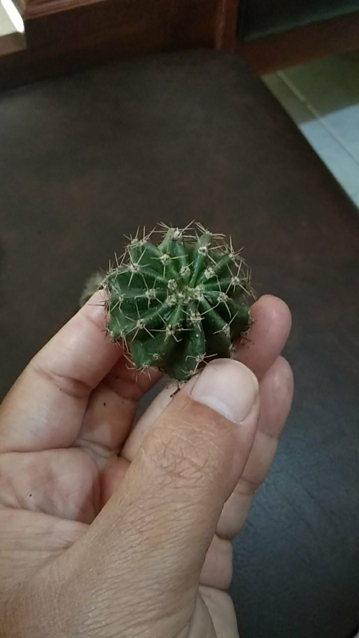 Kaktus Echinopsis