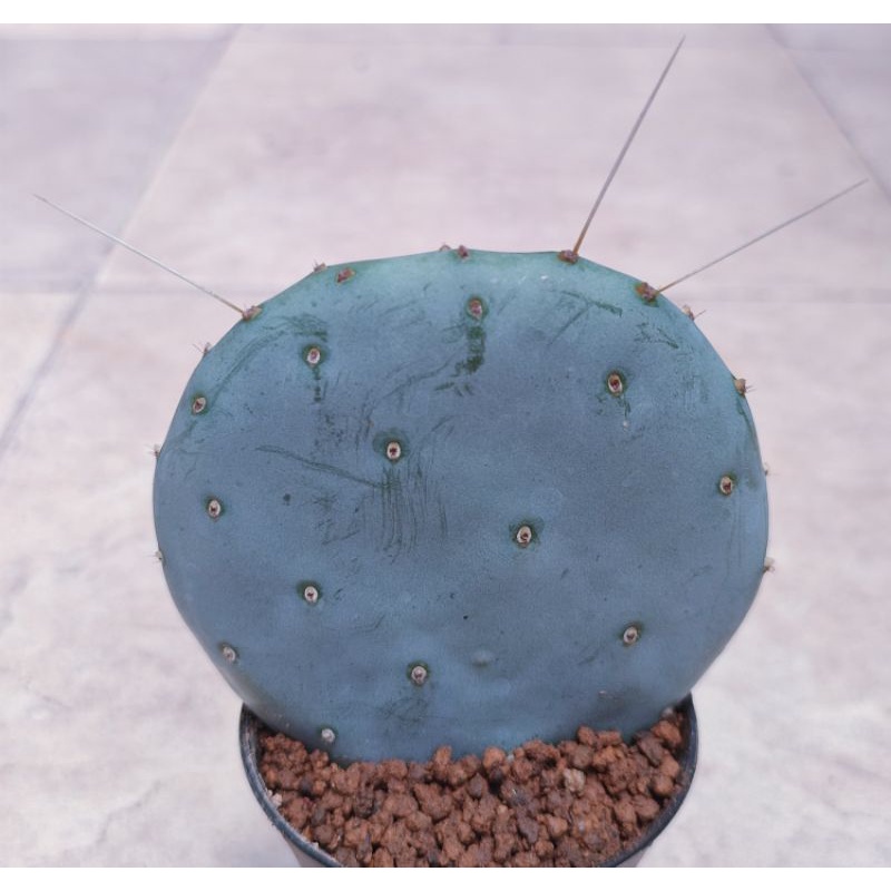 Kaktus Opuntia Robusta / Opuntia Blue