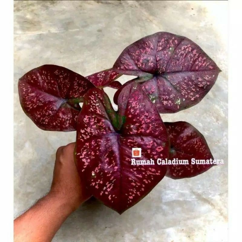caladium dark choco / caladium hybrid / caladium darkcoco / caladium thailand / caladium darkchoco