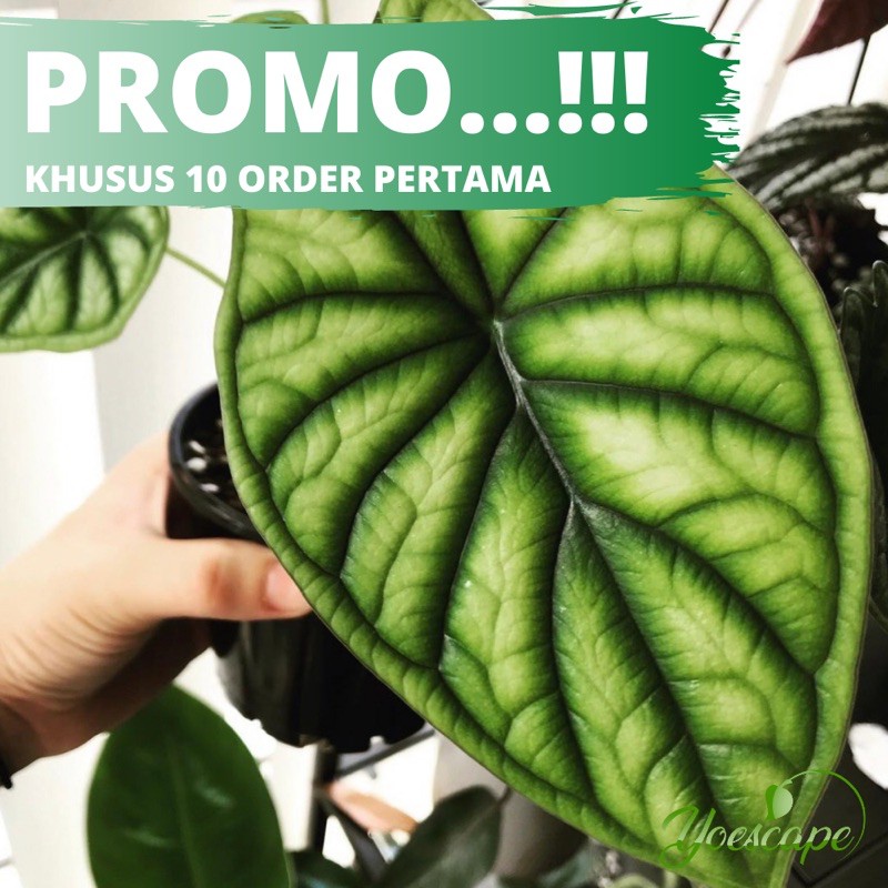 BONGGOL ALOCASIA DRAGON SCALE - ALOKASIA KELADI TENGKORAK