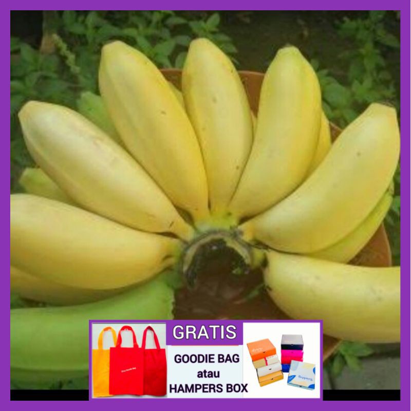 

PISANG SUSU 1sisir Buah Segar IBAZA fruitsBOX