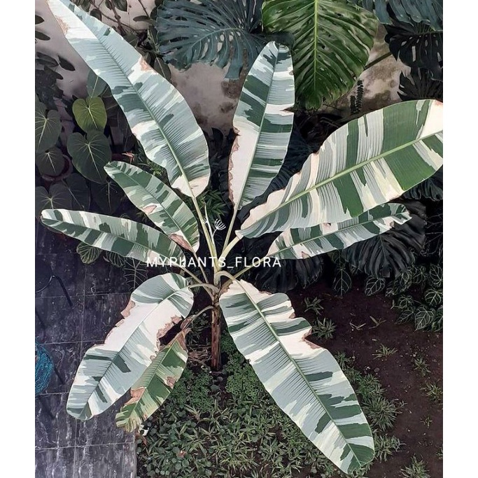 PROMO BIBIT BONGGOL PISANG MUSAE FLORIDA VARIGATA (cod) BIBIT TANAMAN HIAS BANANA VARIGATA